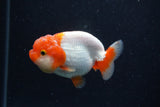 Juvenile Lionchu  Red White 3.5 Inch (ID#224R11b-18) Free2Day SHIPPING