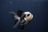 Juvenile Thai Oranda  Panda 3.5 Inch (ID#1231To13b-73) Free2Day SHIPPING