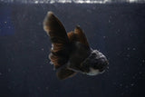 Juvenile Thai Oranda  Panda 4 Inch (ID#1018To13b-88) Free2Day SHIPPING