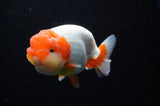 Lionchu  Red White 4 Inch (ID#311R12b-84) Free2Day SHIPPING