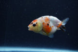 Baby Ranchu  Calico 2.5 Inch (ID#1220R9c-34) Free2Day SHIPPING