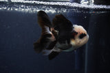 Juvenile Thai Oranda  Panda 3.5 Inch (ID#1231To13b-73) Free2Day SHIPPING