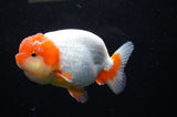 Lionchu  Red White 4 Inch (ID#311R12b-84) Free2Day SHIPPING