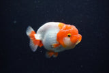 Juvenile Lionchu  Red White 3.5 Inch (ID#224R11b-18) Free2Day SHIPPING