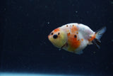 Baby Ranchu  Calico 2.5 Inch (ID#1220R9c-34) Free2Day SHIPPING