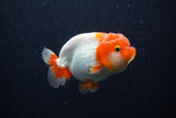 Juvenile Lionchu  Red White 3.5 Inch (ID#224R11b-18) Free2Day SHIPPING