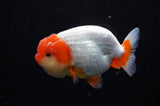 Lionchu  Red White 4 Inch (ID#311R12b-84) Free2Day SHIPPING