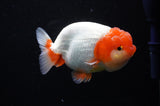 Lionchu  Red White 4 Inch (ID#311R12b-84) Free2Day SHIPPING