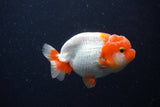 Juvenile Lionchu  Red White 3.5 Inch (ID#224R11b-18) Free2Day SHIPPING