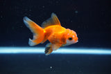 Baby Thai Oranda  Red White 3 Inch (ID#1108ToPTA-33) Free2Day SHIPPING