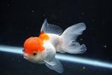 Juvenile Thai Oranda  Red White 4 Inch (ID#1018To13b-89) Free2Day SHIPPING