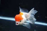 Juvenile Thai Oranda  Red White 4 Inch (ID#1018To13b-89) Free2Day SHIPPING