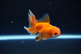 Baby Thai Oranda  Red White 3 Inch (ID#1108ToPTA-33) Free2Day SHIPPING