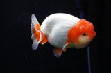 Lionchu  Red White 4 Inch (ID#311R12b-84) Free2Day SHIPPING