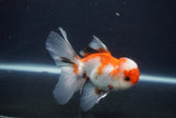 Juvenile Thai Oranda  Tricolor 3.5 Inch (ID#1231To13b-74) Free2Day SHIPPING