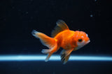 Baby Thai Oranda  Red White 3 Inch (ID#1108ToPTA-33) Free2Day SHIPPING