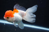 Juvenile Thai Oranda  Red White 4 Inch (ID#1018To13b-89) Free2Day SHIPPING