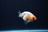 Baby Ranchu  Calico 2.5 Inch (ID#1220R9c-34) Free2Day SHIPPING