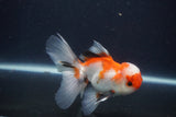 Juvenile Thai Oranda  Tricolor 3.5 Inch (ID#1231To13b-74) Free2Day SHIPPING