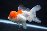 Juvenile Thai Oranda  Red White 4 Inch (ID#1018To13b-89) Free2Day SHIPPING