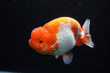 Lionchu  Red White 4.5 Inch (ID#311R12b-85) Free2Day SHIPPING