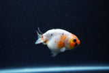 Baby Ranchu  Calico 2.5 Inch (ID#1220R9c-34) Free2Day SHIPPING