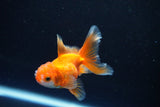 Baby Thai Oranda  Red White 3 Inch (ID#1108ToPTA-33) Free2Day SHIPPING