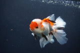 Juvenile Thai Oranda  Tricolor 3.5 Inch (ID#1231To13b-74) Free2Day SHIPPING