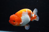 Lionchu  Red White 4.5 Inch (ID#311R12b-85) Free2Day SHIPPING