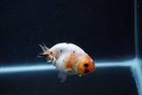 Baby Ranchu  Calico 2.5 Inch (ID#1220R9c-34) Free2Day SHIPPING