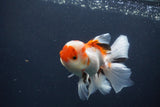 Juvenile Thai Oranda  Tricolor 3.5 Inch (ID#1231To13b-74) Free2Day SHIPPING