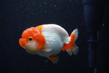 Juvenile Lionchu  Red White 3.5 Inch (ID#224R11b-18) Free2Day SHIPPING
