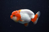 Juvenile Lionchu  Red White 3.5 Inch (ID#224R11b-18) Free2Day SHIPPING