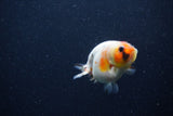 Baby Ranchu  Calico 2.5 Inch (ID#1220R9c-34) Free2Day SHIPPING