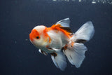 Juvenile Thai Oranda  Tricolor 3.5 Inch (ID#1231To13b-74) Free2Day SHIPPING