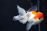 Juvenile Thai Oranda  Red White 4 Inch (ID#1018To13b-89) Free2Day SHIPPING