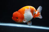 Lionchu  Red White 4.5 Inch (ID#311R12b-85) Free2Day SHIPPING
