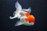 Juvenile Thai Oranda  Red White 4 Inch (ID#1018To13b-89) Free2Day SHIPPING