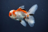 Juvenile Thai Oranda  Tricolor 3.5 Inch (ID#1231To13b-74) Free2Day SHIPPING