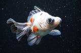 Butterfly  Calico 3.5 Inch (ID#411B8b-43) Free2Day SHIPPING