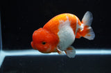 Lionchu  Red White 4.5 Inch (ID#311R12b-85) Free2Day SHIPPING