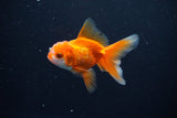 Baby Thai Oranda  Red White 3 Inch (ID#1108ToPTA-33) Free2Day SHIPPING