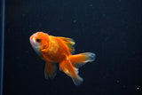 Baby Thai Oranda  Red White 3 Inch (ID#1108ToPTA-33) Free2Day SHIPPING