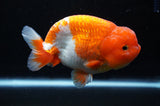 Lionchu  Red White 4.5 Inch (ID#311R12b-85) Free2Day SHIPPING