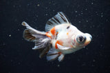 Butterfly  Calico 3.5 Inch (ID#411B8b-43) Free2Day SHIPPING