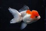 Juvenile Thai Oranda  Red White 4 Inch (ID#1018To13b-89) Free2Day SHIPPING