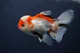 Juvenile Thai Oranda  Tricolor 3.5 Inch (ID#1231To13b-74) Free2Day SHIPPING