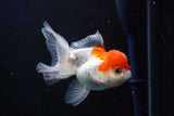 Juvenile Thai Oranda  Red White 4 Inch (ID#1018To13b-89) Free2Day SHIPPING