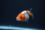 Baby Ranchu  Calico 2.5 Inch (ID#1220R9c-35) Free2Day SHIPPING