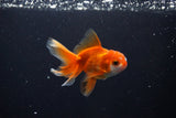 Baby Thai Oranda  Red White 3 Inch (ID#1108ToPTA-33) Free2Day SHIPPING